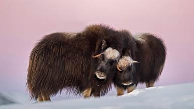 Muskox mother and calf in Dovre-Sunndalsfjella National Park, Norway (© Robert Haasmann/Minden Pictures)