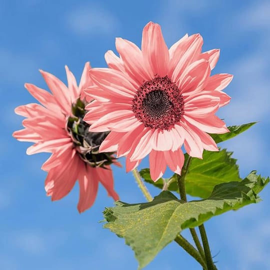 chuxay-garden-pink-sunflowermidnight-oil-pink-sunflowerhelianthus-debilis-50-seeds-rare-annual-light-1
