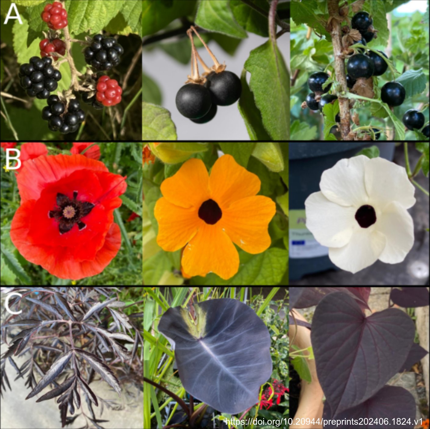 Dark side of anthocyanin biosynthesis