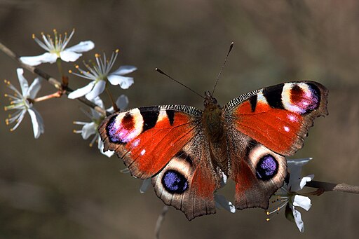 Peacock butterfly (Aglais io) 2