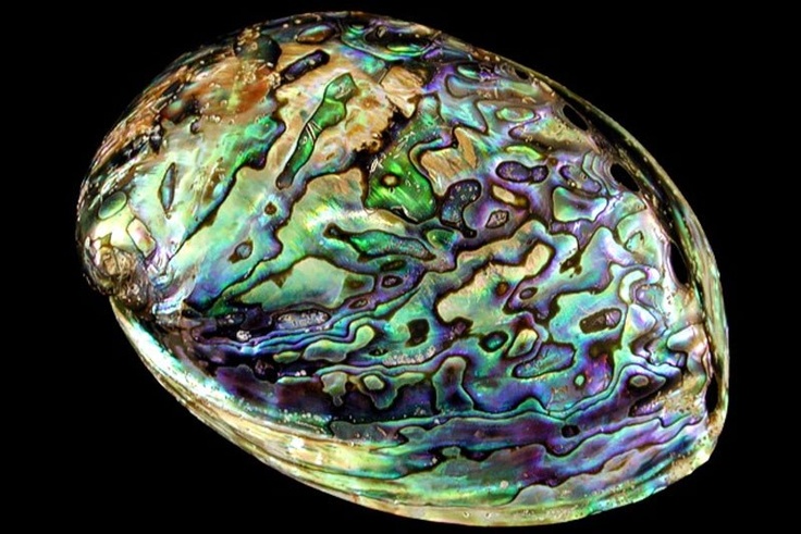 Abalone Shell