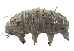 Morphological details of Echiniscus insularis sp. nov.