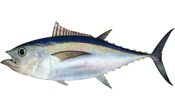 Tuna