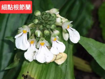 细点根节兰。