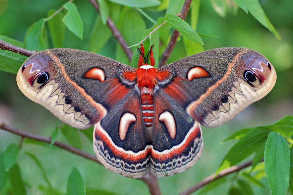 Cecropia Moth. Freshly Emerged - Drying Wings