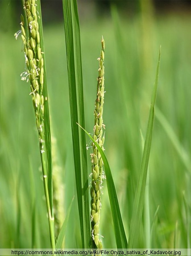 _Oryza sativa_ _OsFLP_ contributes to drought and salt tolerance (Tweet #73)