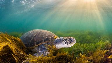 https://cn.bing.com/th?id=OHR.EarthDayTurtle_ZH-CN4642042701&w=384&h=216