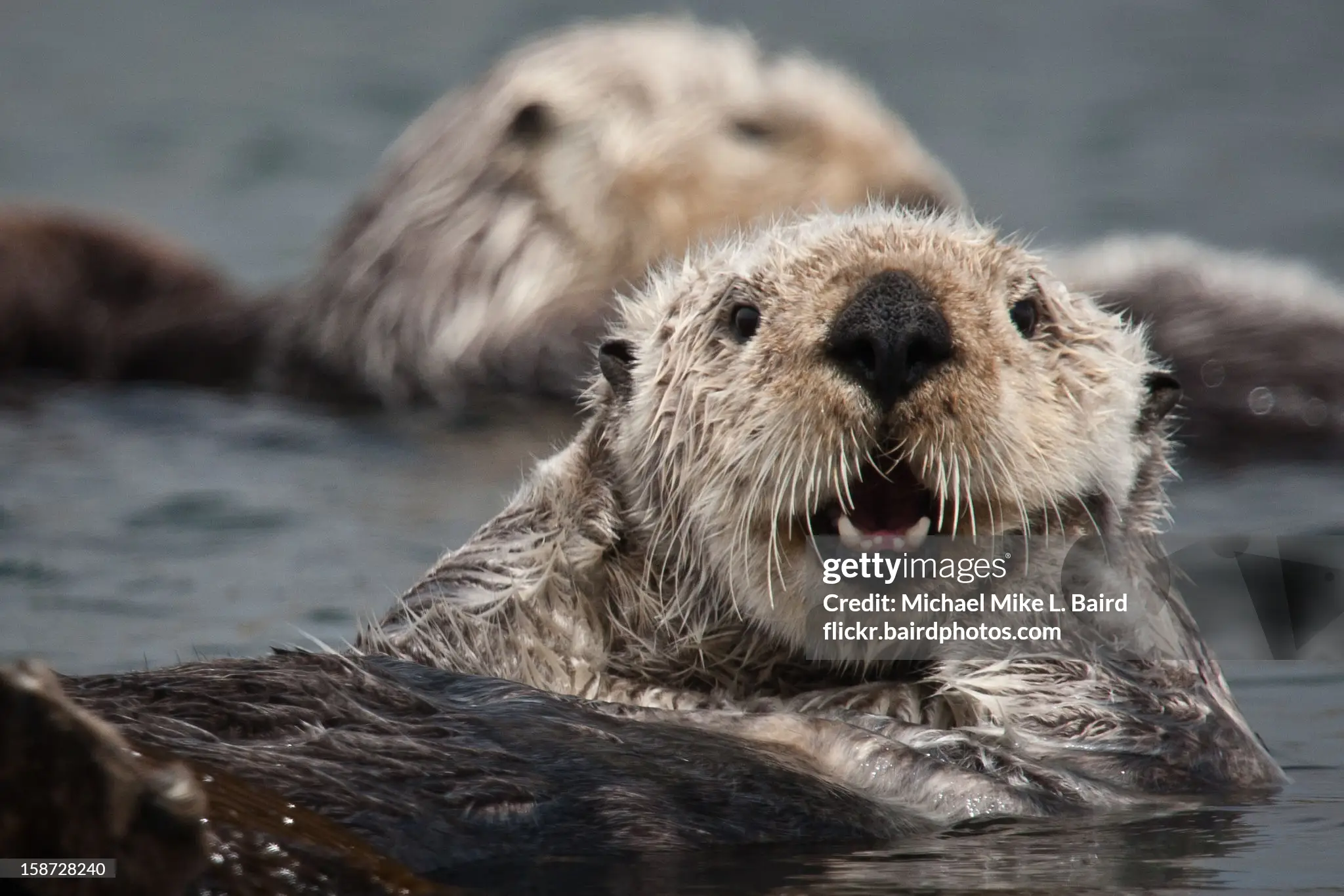 otter picture, credit to Michael from Getty Images