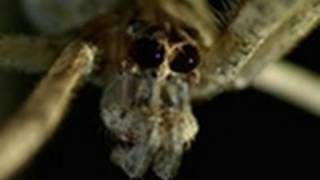 Ogre-Faced Spider vs. Soldier Ant | Monster Bug Wars