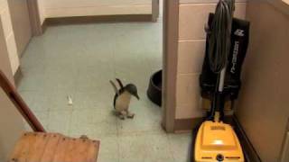 Cookie the Little Penguin at the Cincinnati Zoo