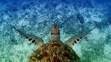 Hawksbill sea turtle swimming near Akajima, Okinawa, Japan (© Robert Mallon/Getty Images)