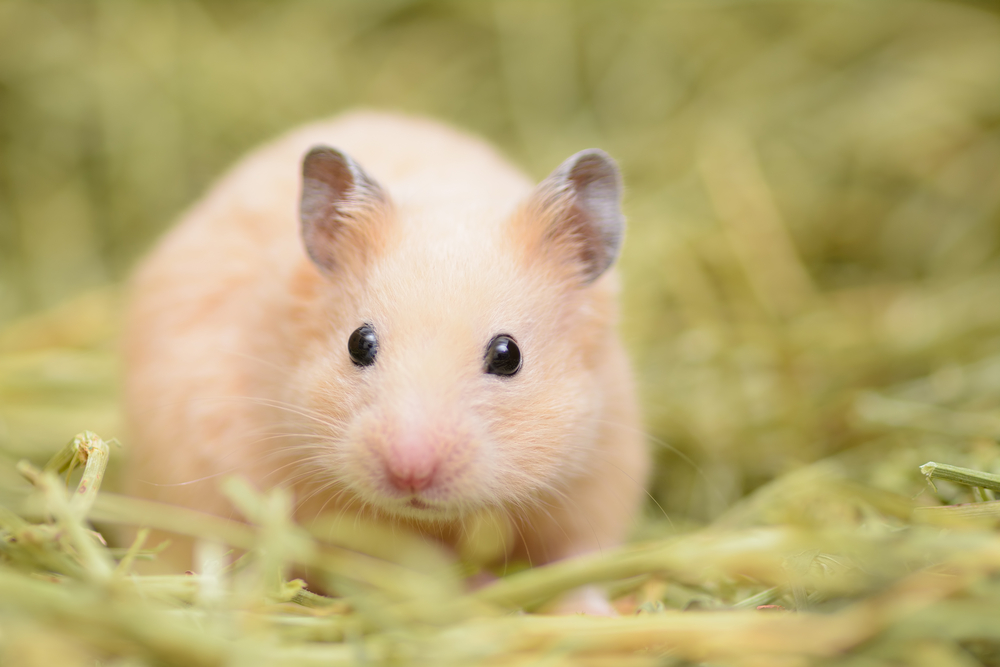 Hamster