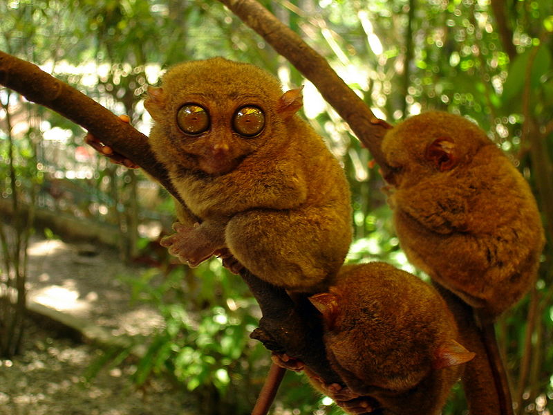 three tarsiers