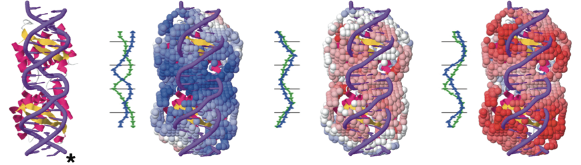 RNA Protein 결합 예시