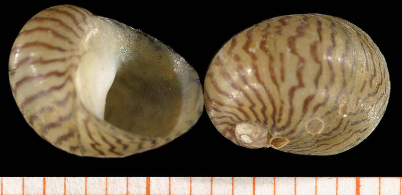 Two shells of the freshwater nerite