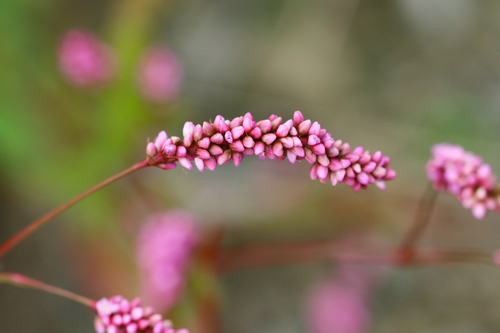 Photo of low smartweed (Persicaria longiseta)