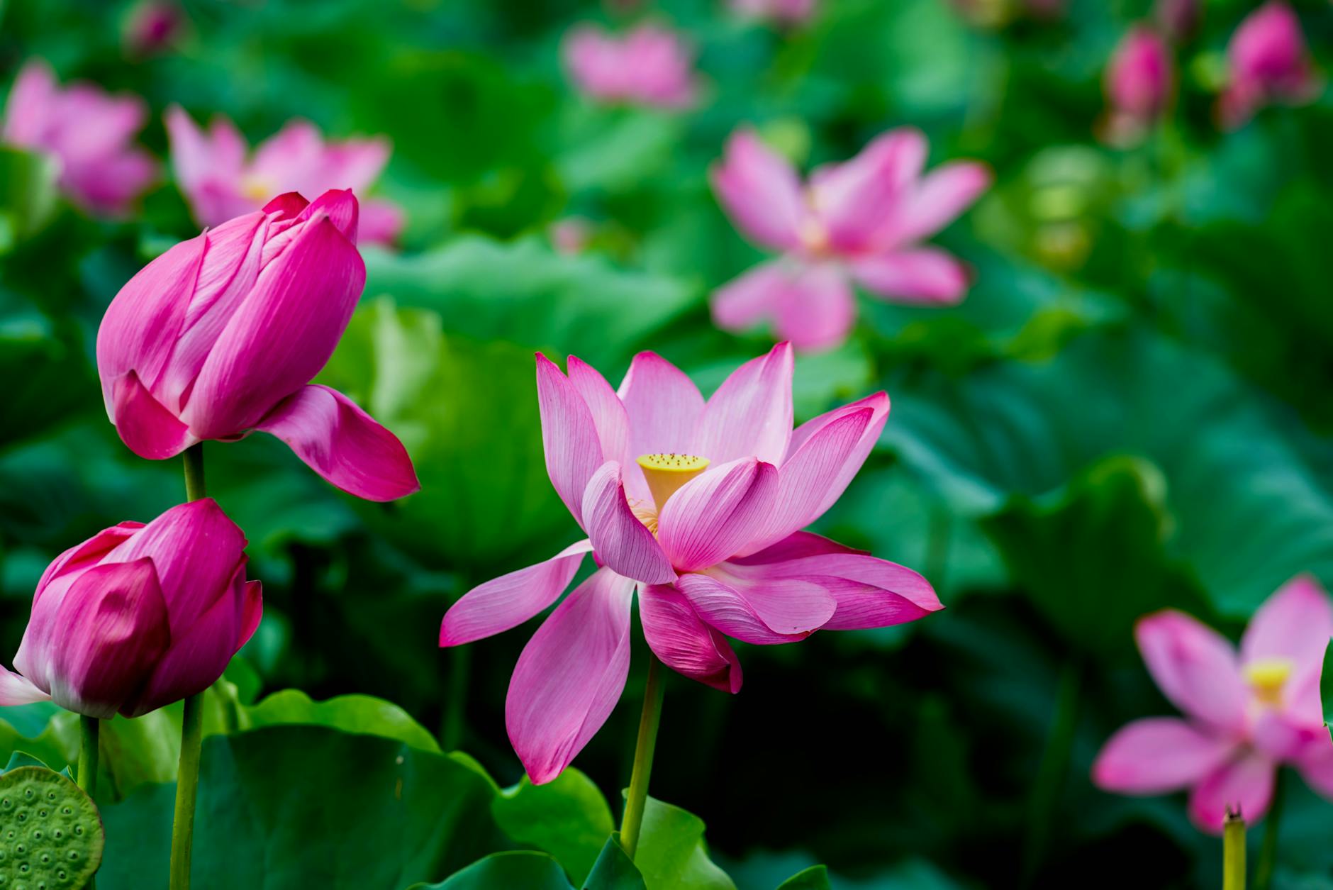 Nature Fleurs Plantes Centrales