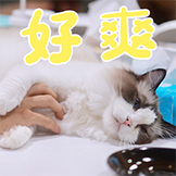 猫不理咖啡-好爽