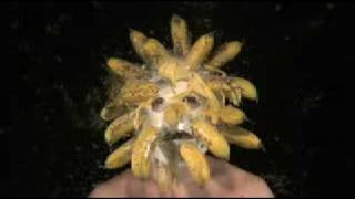 Bananas Exploding on Face