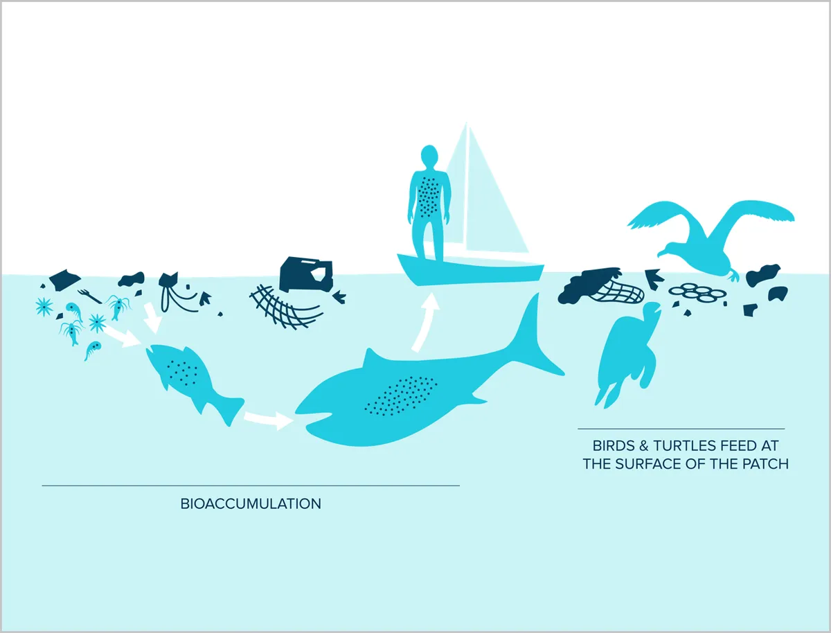 Plastic pollution food chain