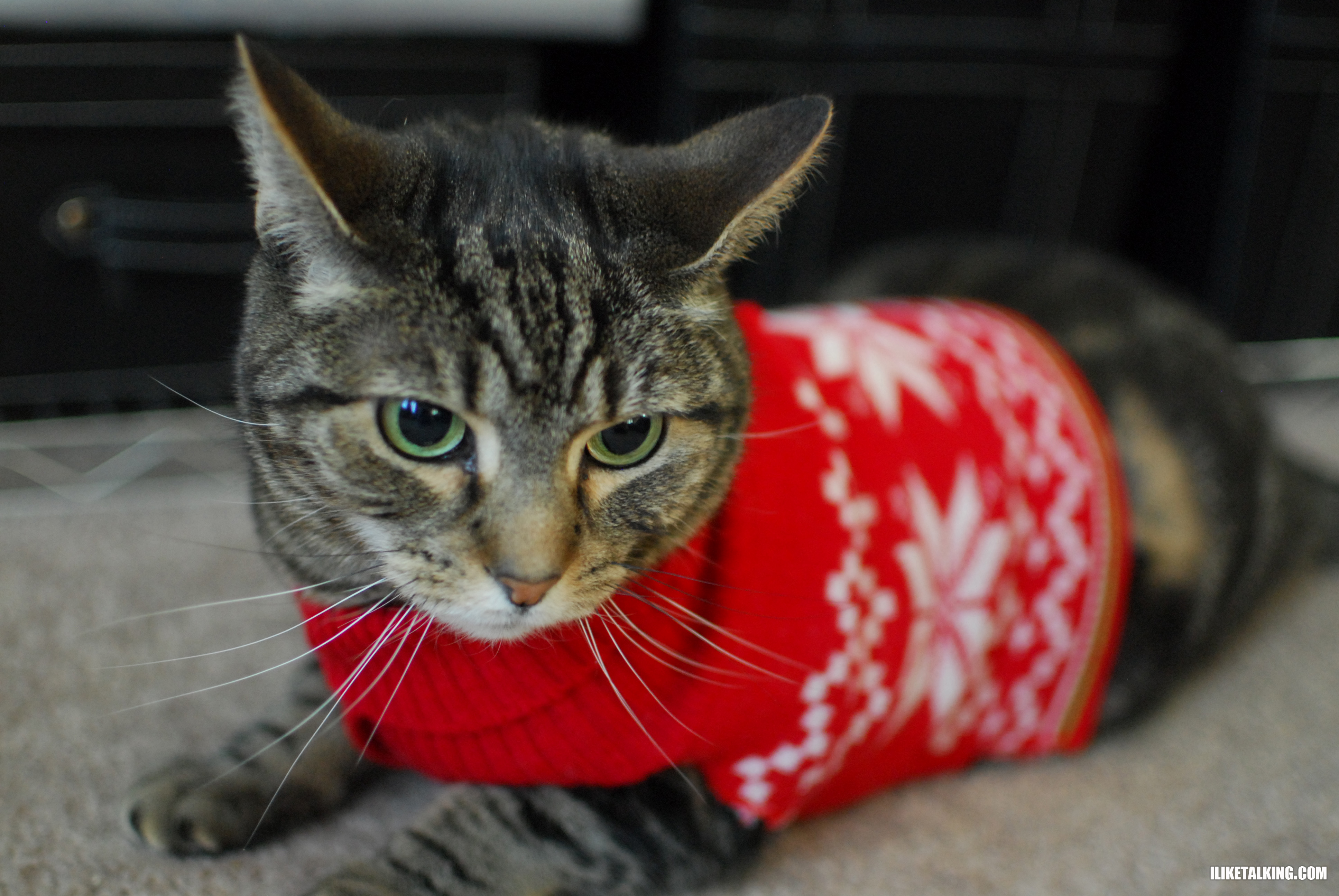 chrismas sweater cat