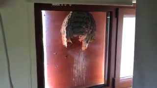 Huge wasp nest on my window