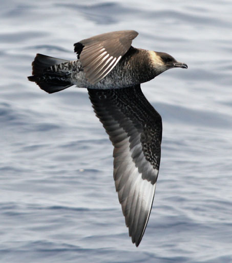 skua