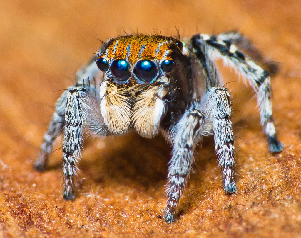 Salticidae Maratus sp.