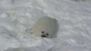 The noisy Harp seal pup