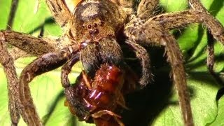 Spiders: Christ, Fucking Spiders - Horrifying Planet - Ep. 5