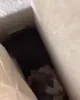 Aww GIF via www.reddit.com