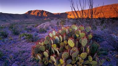 Prickly pear cactus, Big Bend National Park, Texas (© Tim Fitzharris/Minden Pictures)