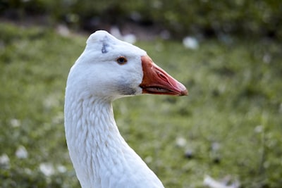 goose image