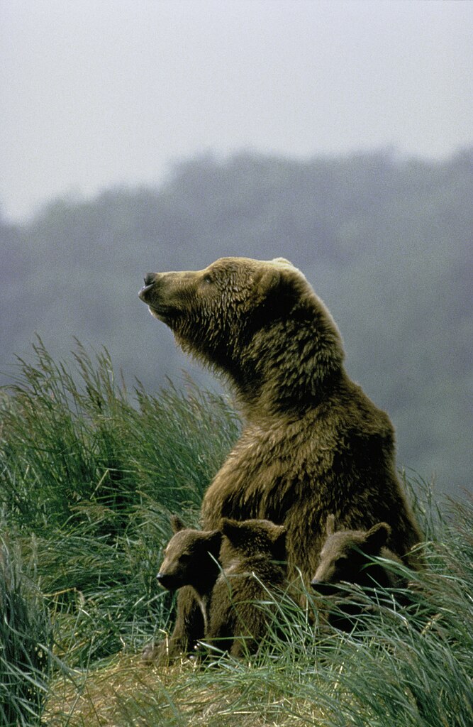 Kodiak Bear (Ursus Arctos Middendorffi) - Female with its cubs