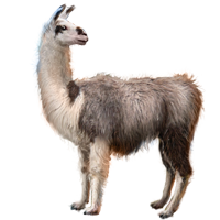 Llama