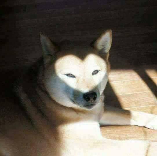 dog image