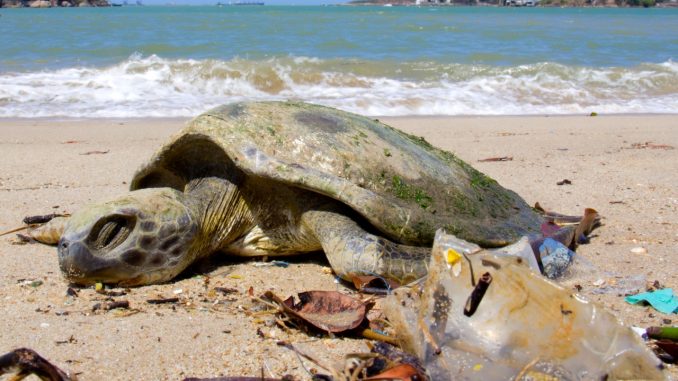 Microplastics on the brazilian coasts