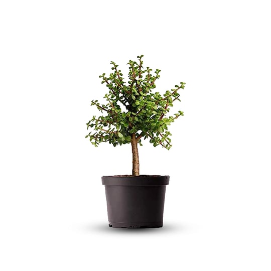 american-plant-exchange-dwarf-jade-compact-succulent-drought-tolerantperfect-for-indoor-spaces-and-s-1
