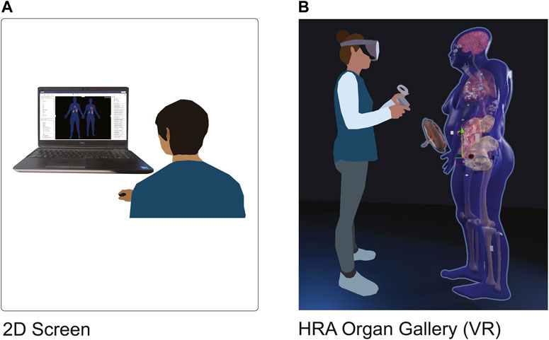 Left: A user interacts with the organs and tissue blocks of the HRA on a standard 2D interface. Right: A user stands in front of the life-sized VH Female.