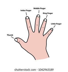 Names of Fingers