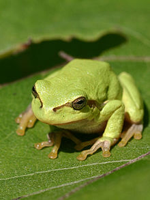 Hyla