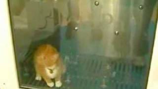 The kitty washing machine