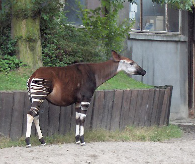 picture of an okapi