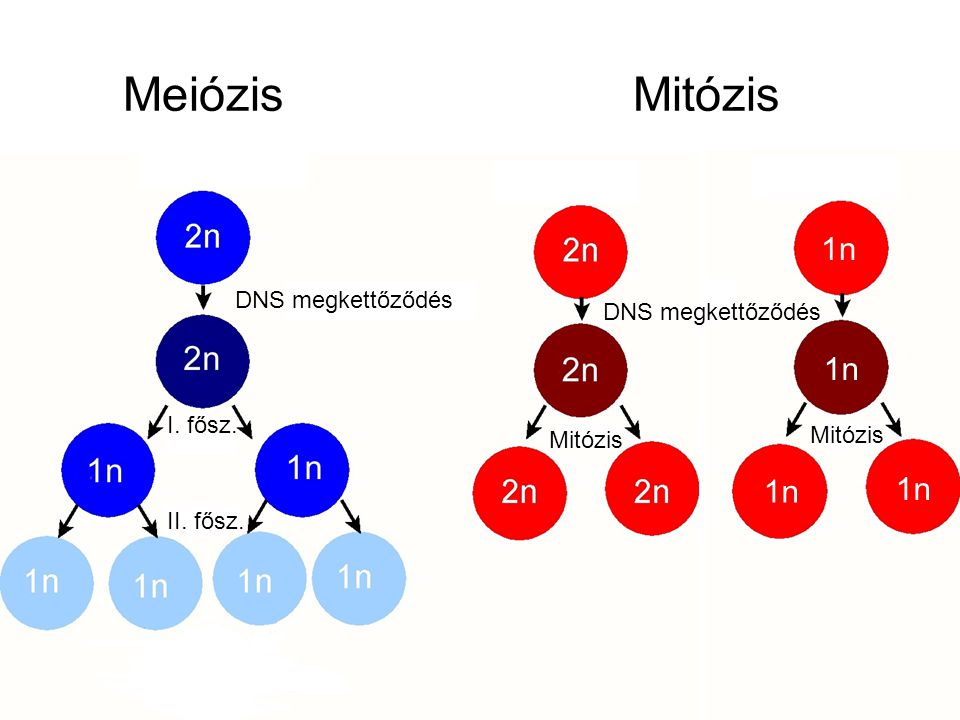 mitózis vs mejózis