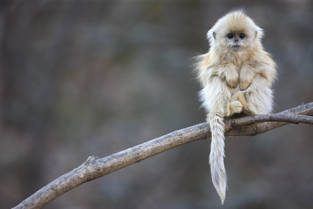 Tiny snub-nosed monkey sitting on a branch of a tree