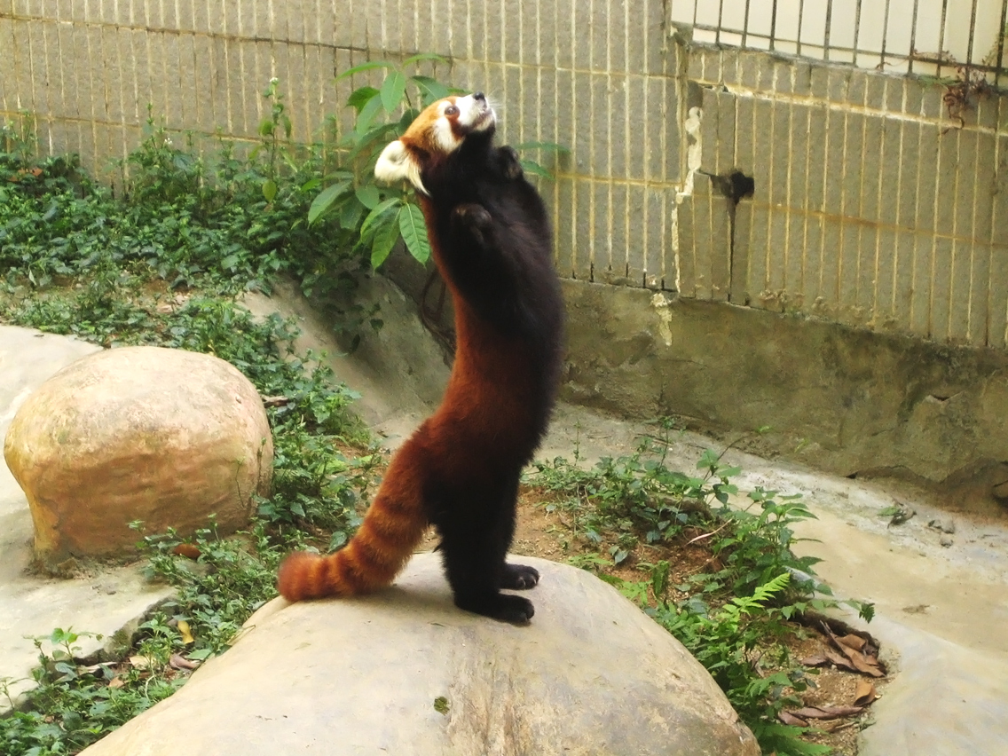 A red panda.
