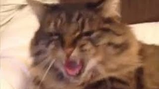 The definition of friendship and  true love