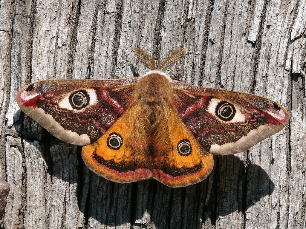 68.001 BF1643 Emperor Moth, Saturnia pavonia, male.