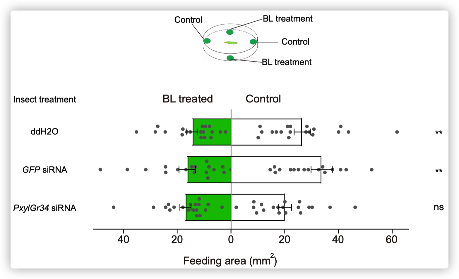 PxylGr34 siRNA treated P. xylostella larvae alleviated the feeding deterrent effect of BL.