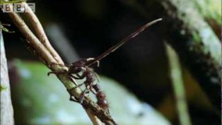 Cordyceps: attack of the killer fungi - Planet Earth Attenborough BBC wildlife